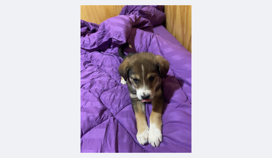 El juguete que cambió la vida de mi perro